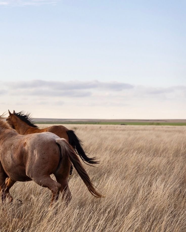 Two horses running through a wide open grassland under a cloudy sky.