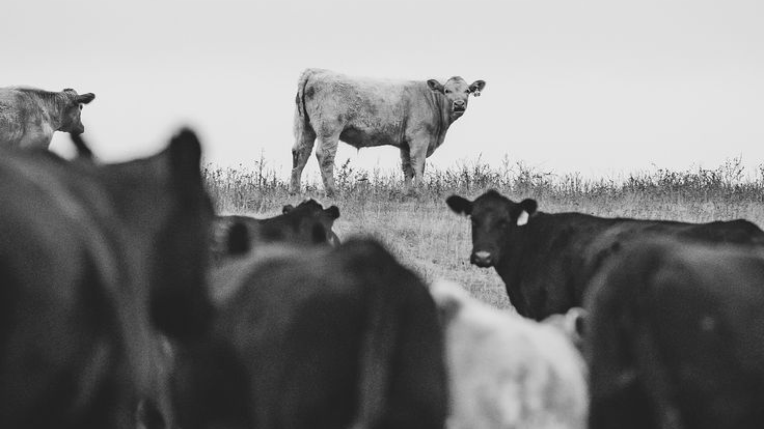 A black-and-white photograph of several calves in the foreground, with a single larger cow in the background standing on a grassy field.