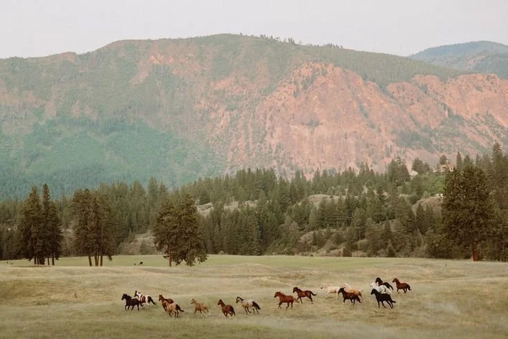 A herd of horses running across a grassy field with mountains and trees in the background.