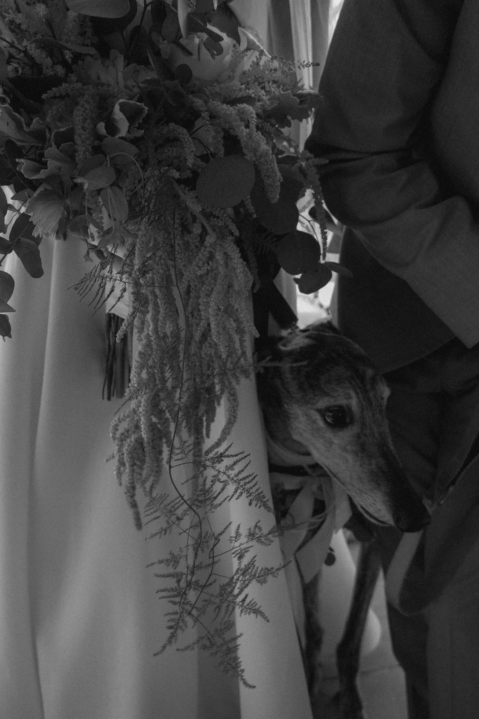 A dog lying on a couch with a person whose arm is visible, a branch with leaves and flowers is on the table in front of them, in a black-and-white photo.