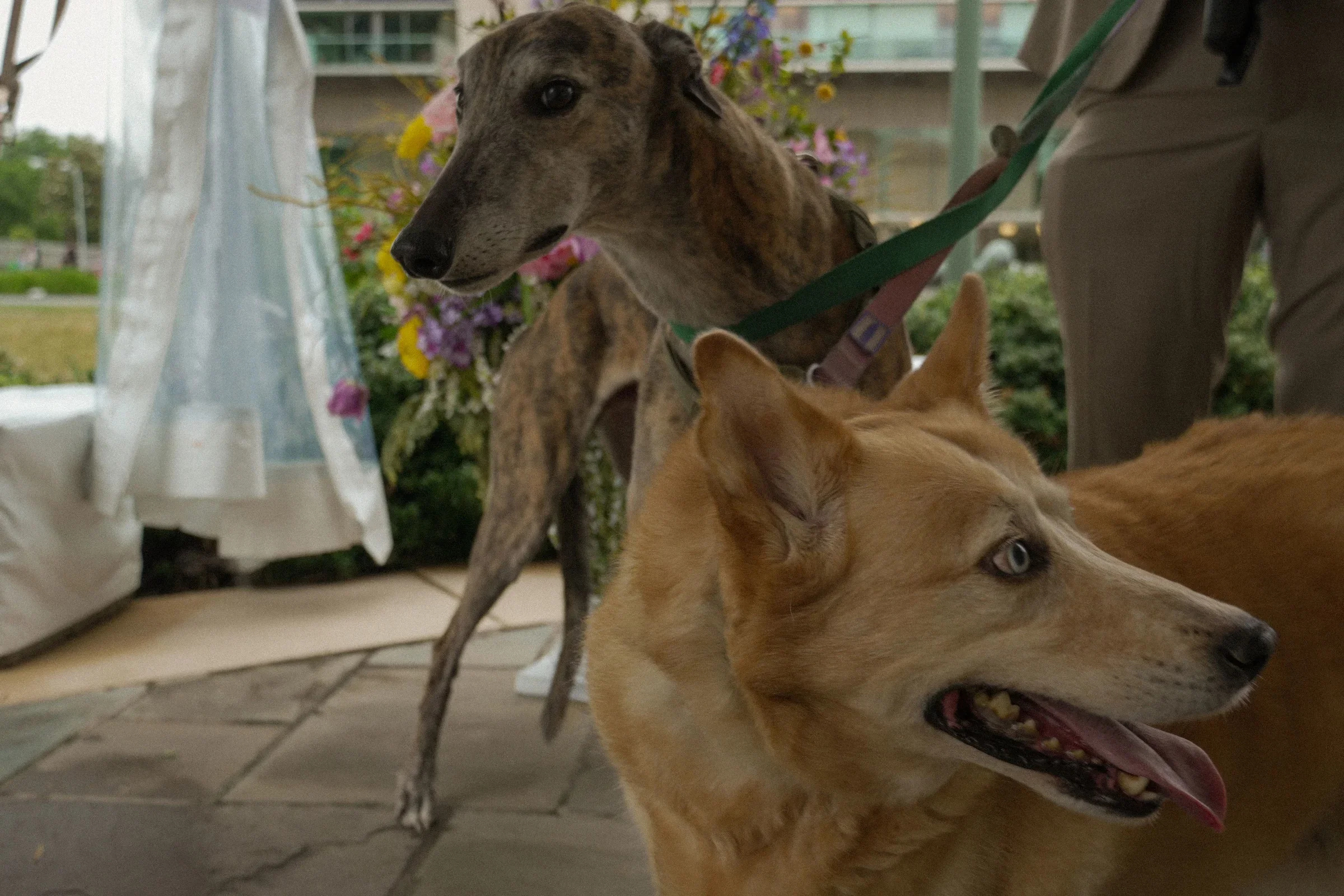 Close-up of a brindle greyhound and a tan dog lying on the floor with flowers and a window in the background.