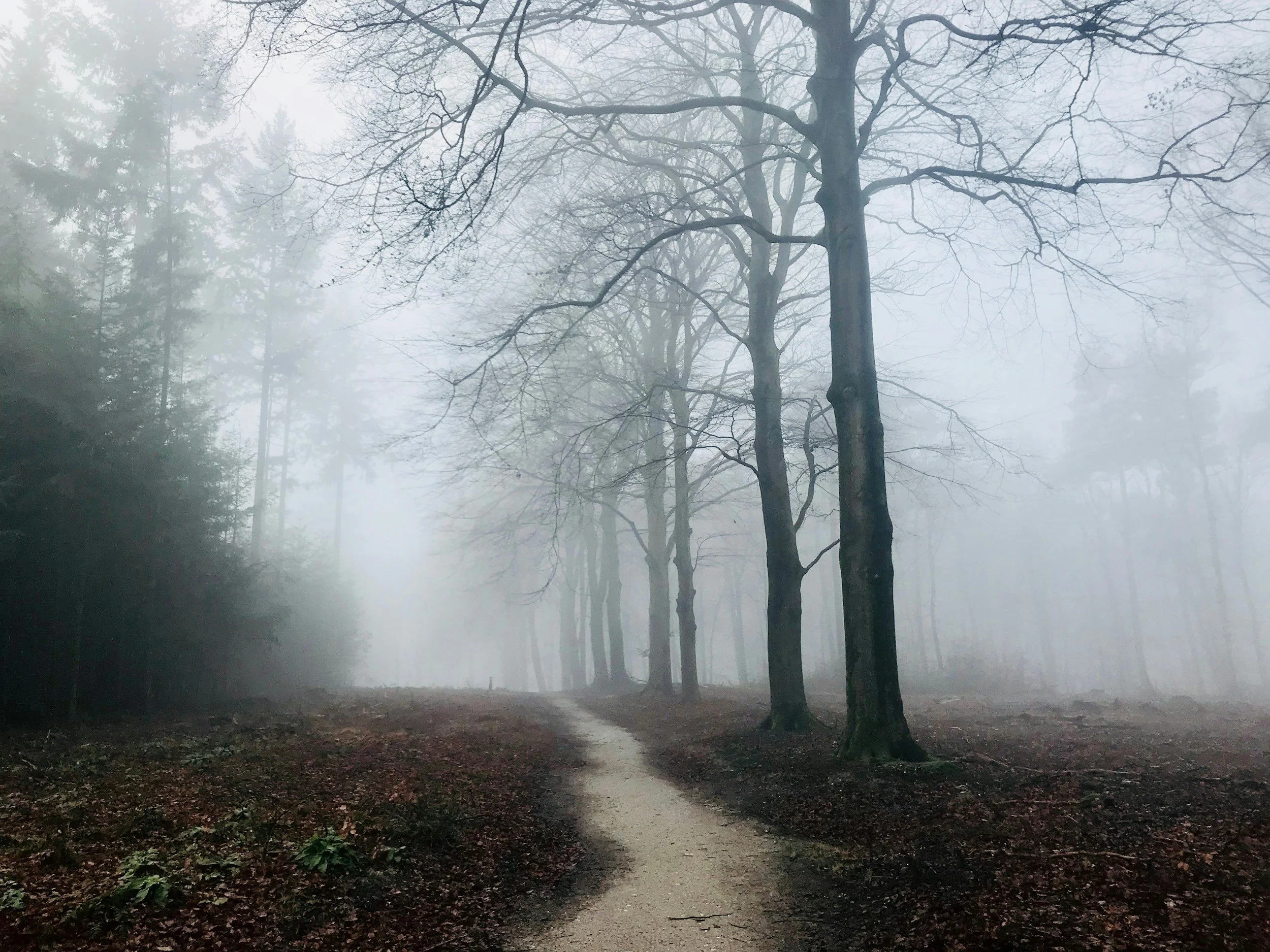 A foggy forest scene with a narrow dirt trail winding through tall, leafless trees and dense fog obscuring the background.