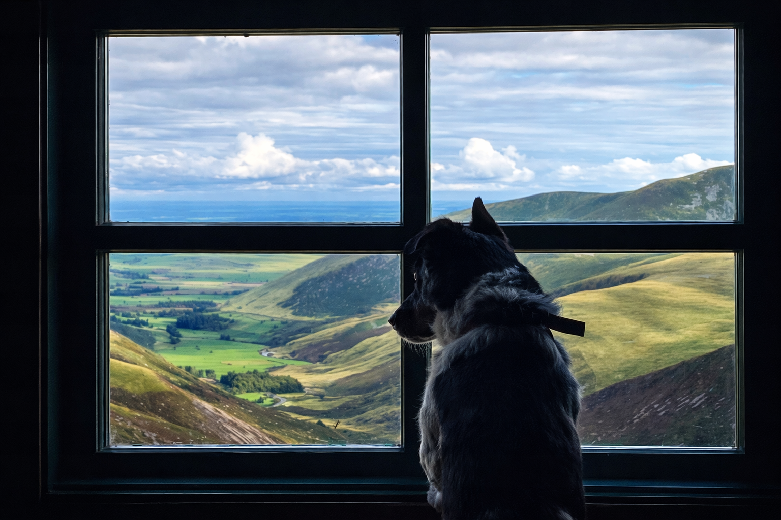 A black and white dog sitting in front of a window, looking out of Lingy Hut bothy in the Northern Fells. He is looking over a landscape of rolling green hills, valleys, and distant mountains under a partly cloudy sky.