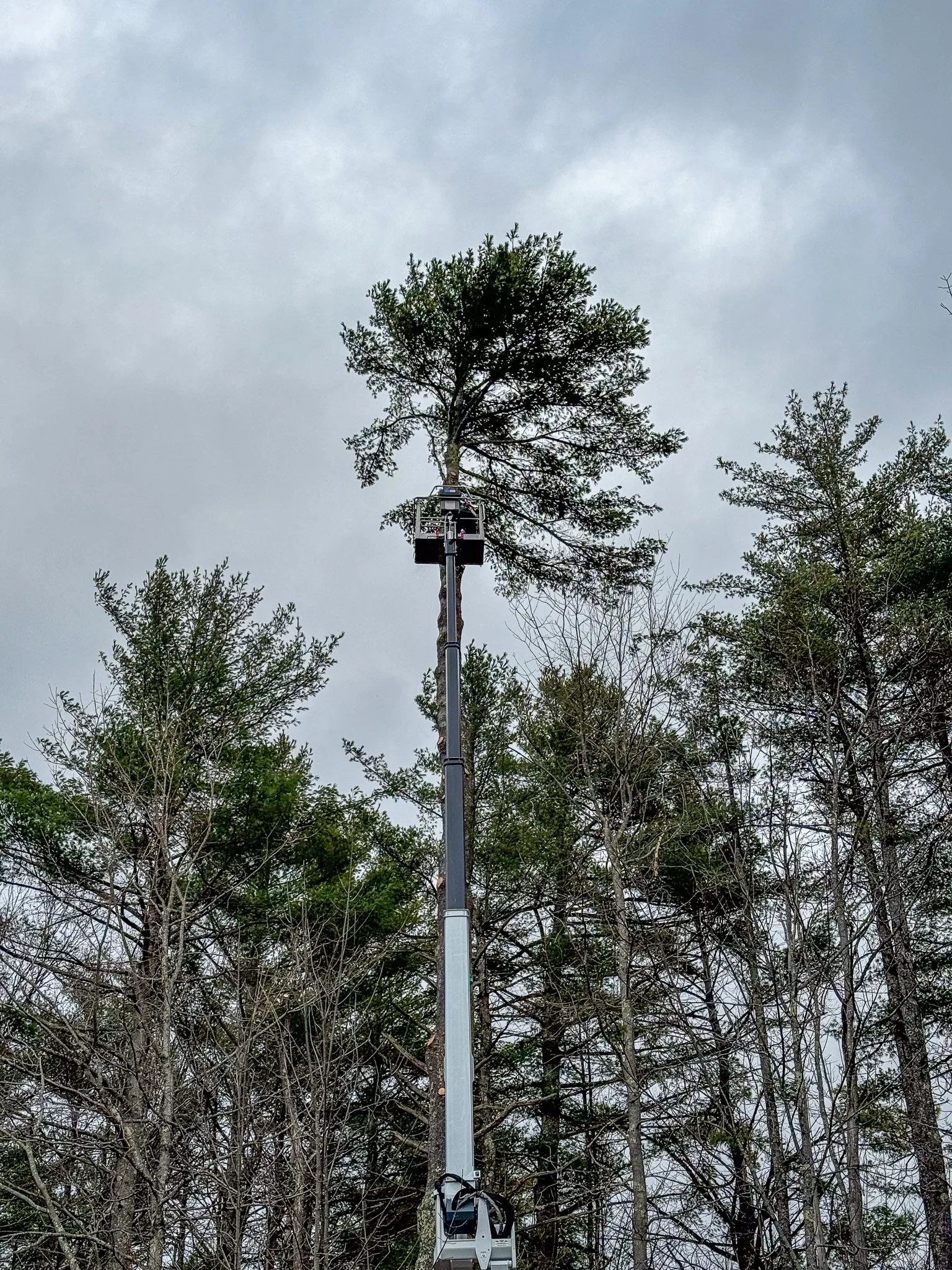 A person in a lift working on a tall tree in a forested area with a cloudy sky. Tree Service Maine, Learned Tree Service 