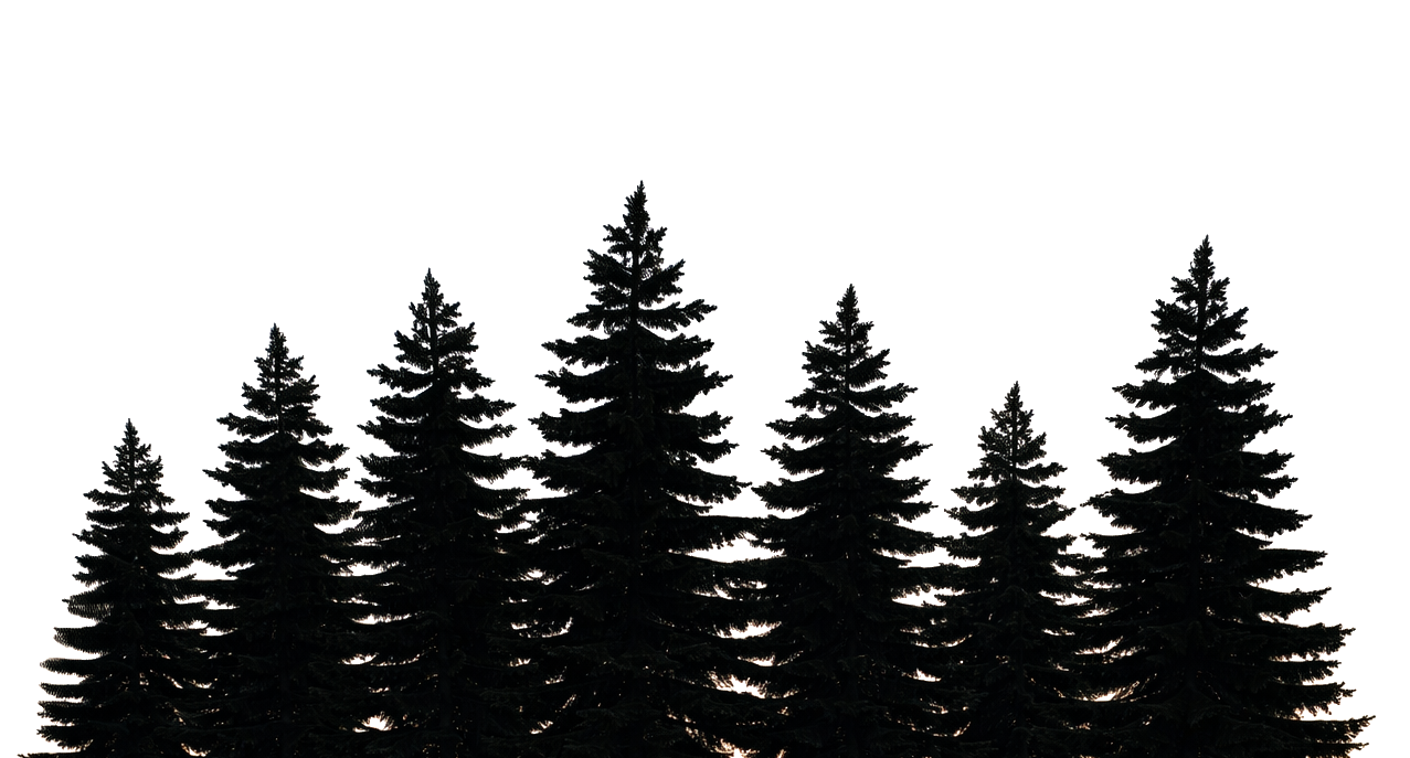 Silhouette of tall pine trees against a moonlit sky with faint clouds. Tree Service Maine, Learned Tree Service