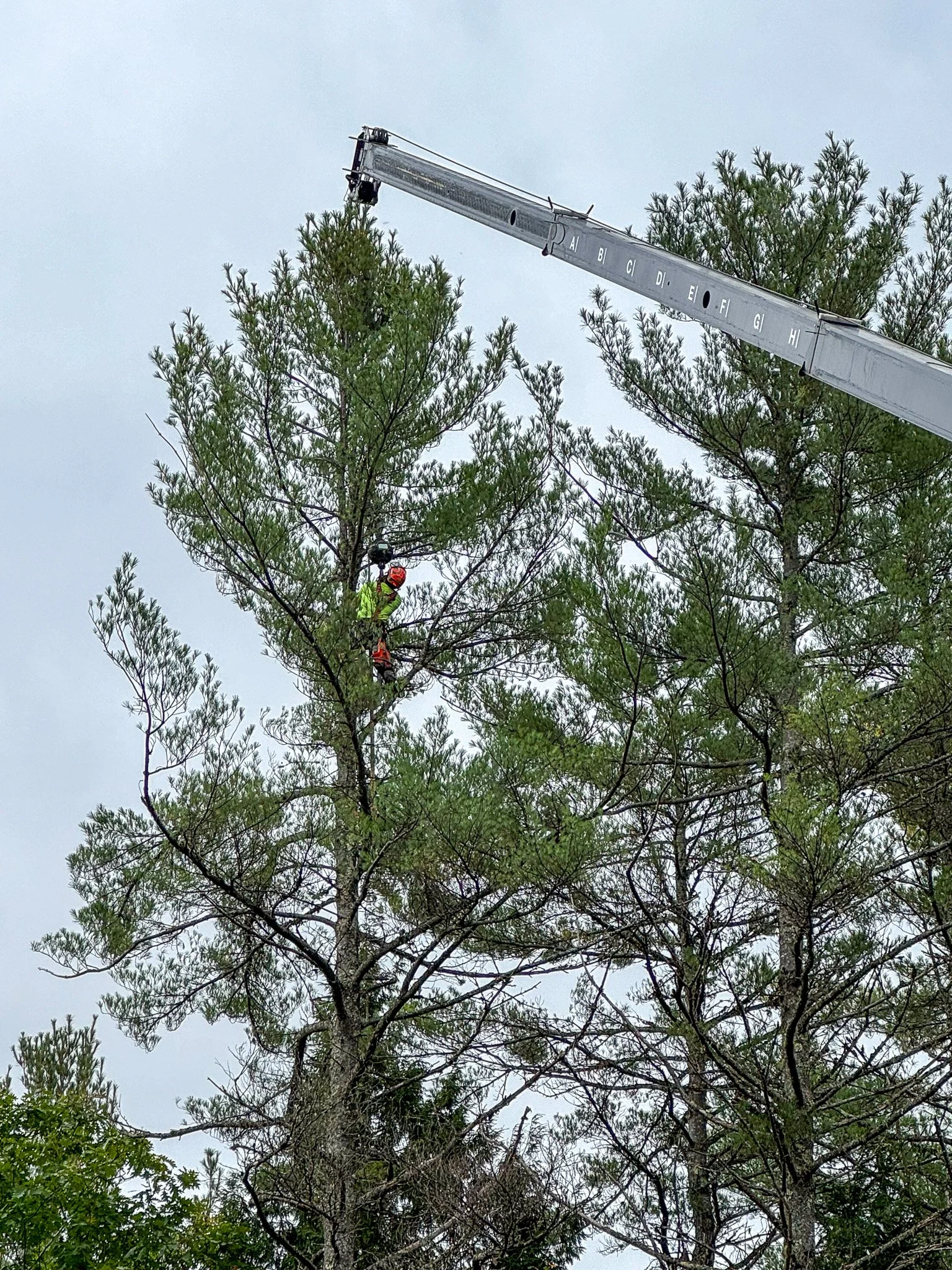 Tree trimming workers with a bucket truck cutting branches from a tall pine tree on overcast day. Tree Service Maine, Learned Tree Service 