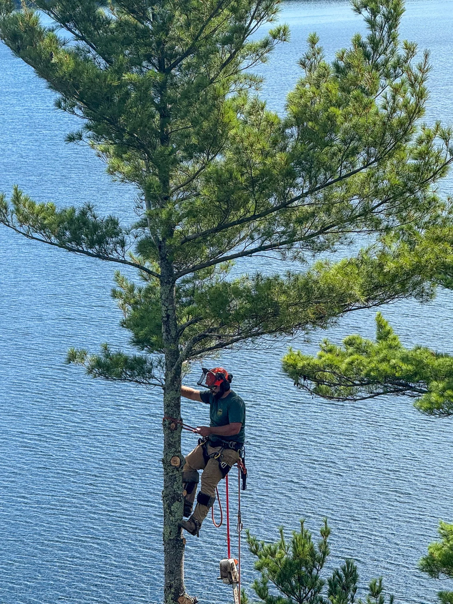 A person wearing safety gear, including a helmet and harness, climbing a tall pine tree near a body of water. Tree Service Maine, Learned Tree Service