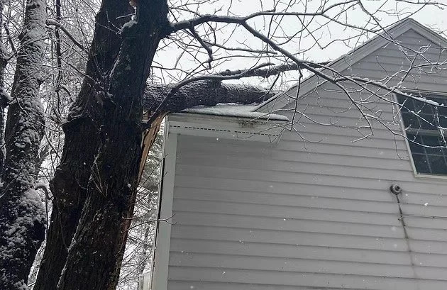 Large tree leaning on the side of a house with snow on the roof and branches during winter. Tree Service Maine, Learned Tree Service 