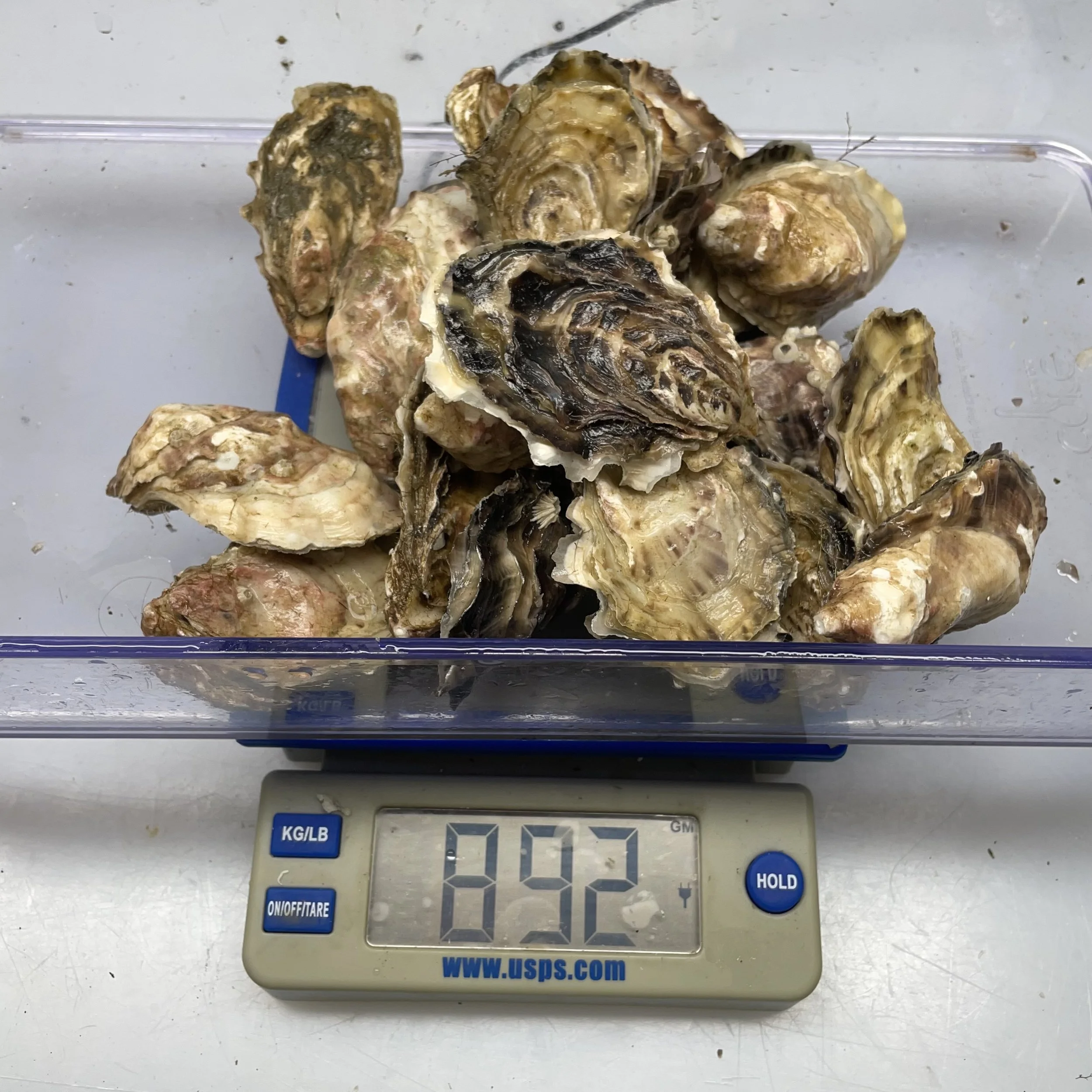 Weigh 20 oysters