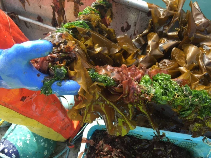 Are Oysters Sustainable?