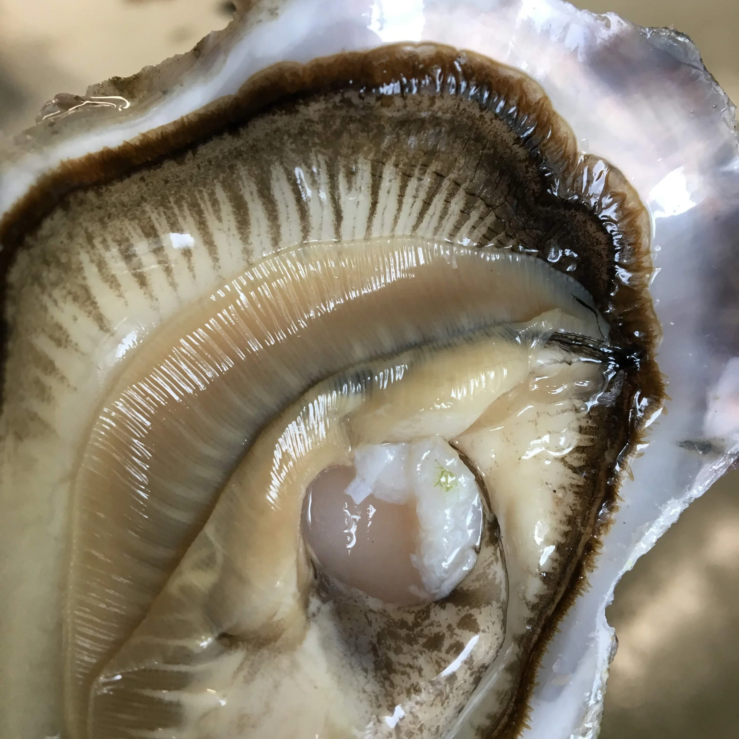 Close-up of a freshly shucked oyster in its shell, showing the oyster meat and pearly interior.