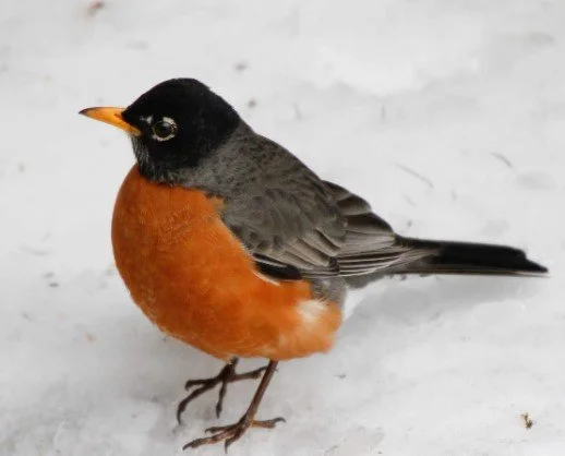 Monthly Round Robin - Date is TBD