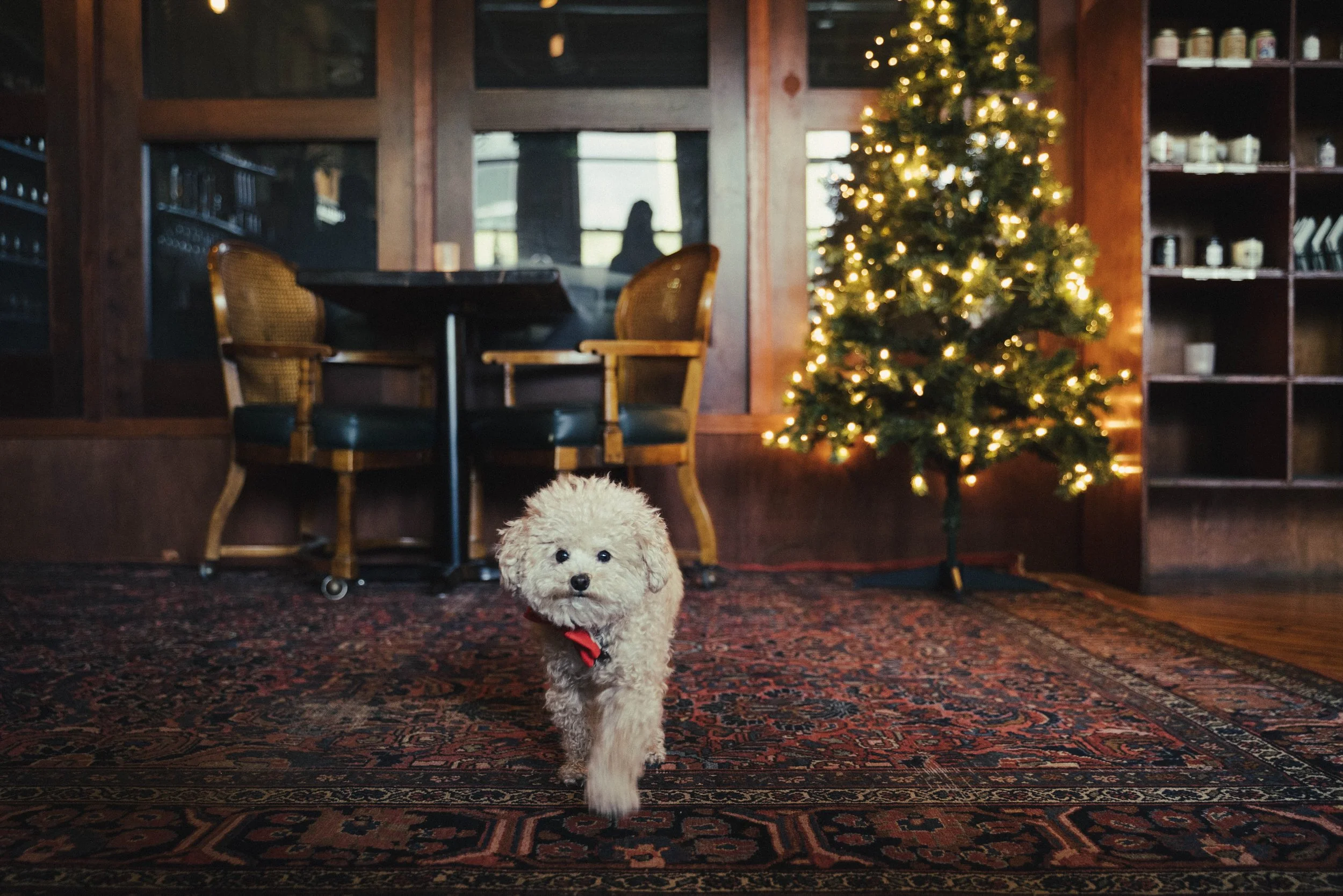 A small, fluffy,=puppy with a red bow around its neck walking on a patterned rug in the warmly lit candle bar decorated for Christmas, with a Christmas tree illuminated with white lights, wooden furniture, and a shelf with cups in the background.