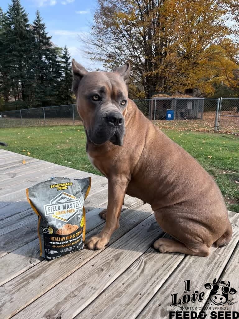 A brown dog with blue eyes sitting on a wooden deck next to a bag of Field Master air-free dog treats, with trees and a fence in the background during autumn.