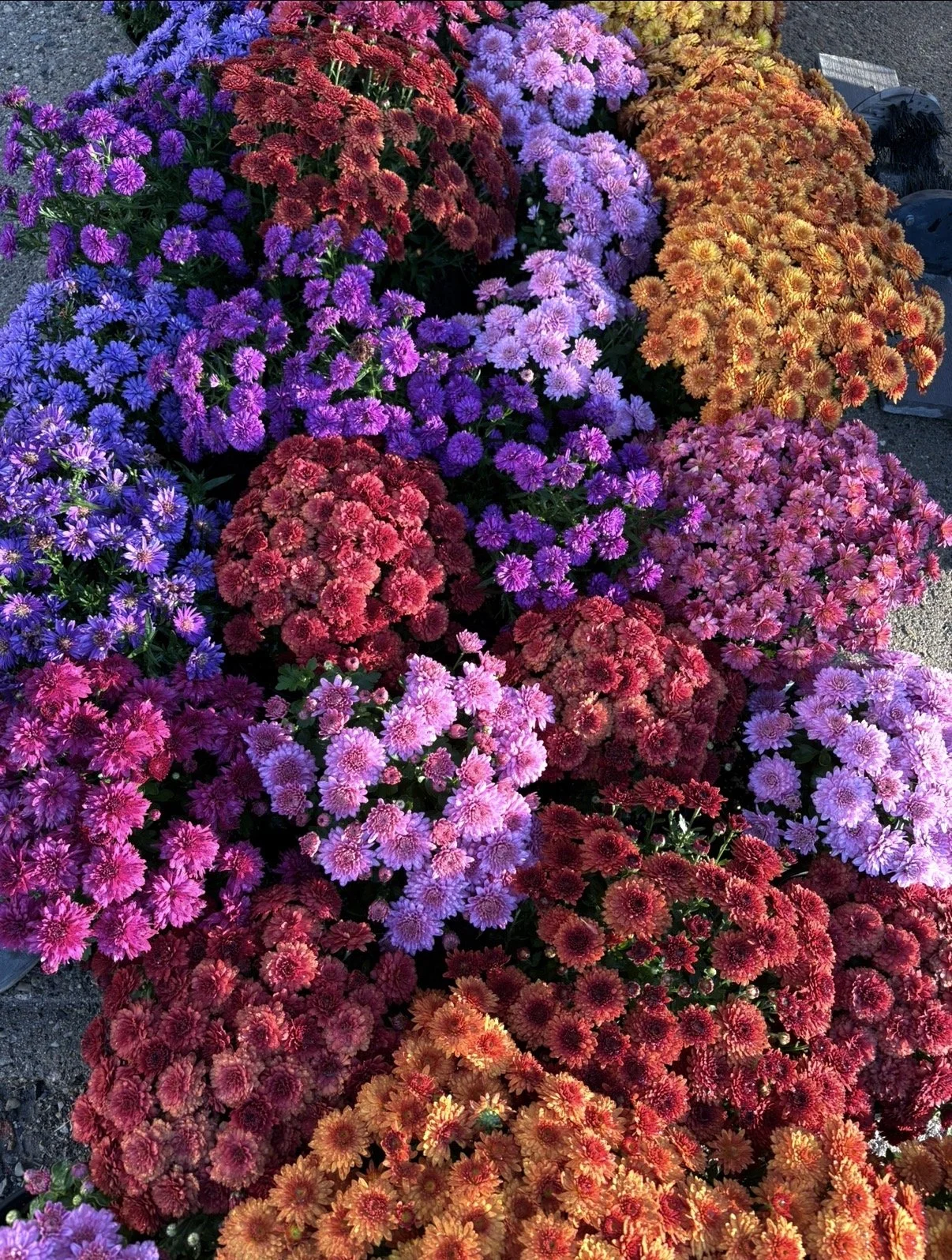 Colorful chrysanthemums in shades of purple, red, pink, orange, and yellow arranged in rows.