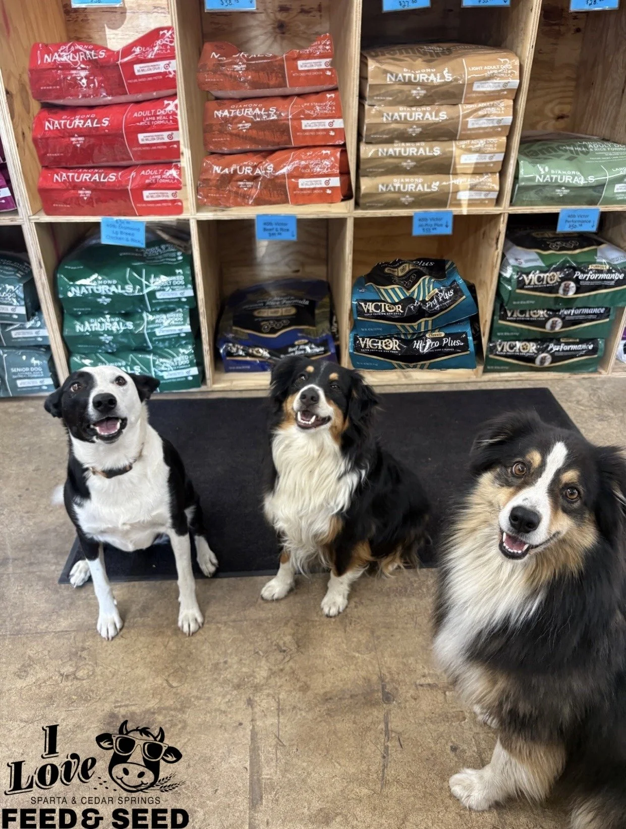 Three dogs sitting in front of a shelf with diamond naturals