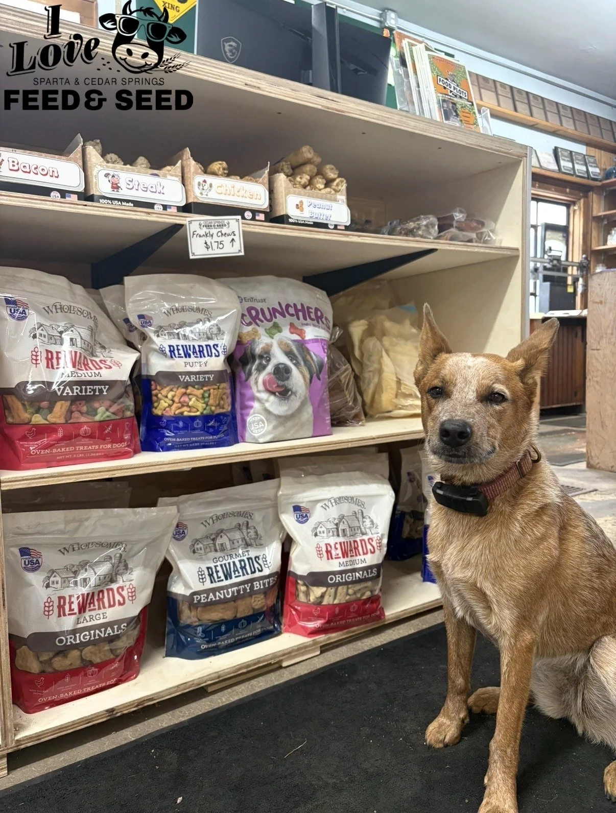 A brown dog is sitting in front of shelves filled with various bags of dog treats and food at a pet store. The shelves have labels indicating different type of treats, and there is a sign showing the name of the store. The store appears cozy with wood accents.