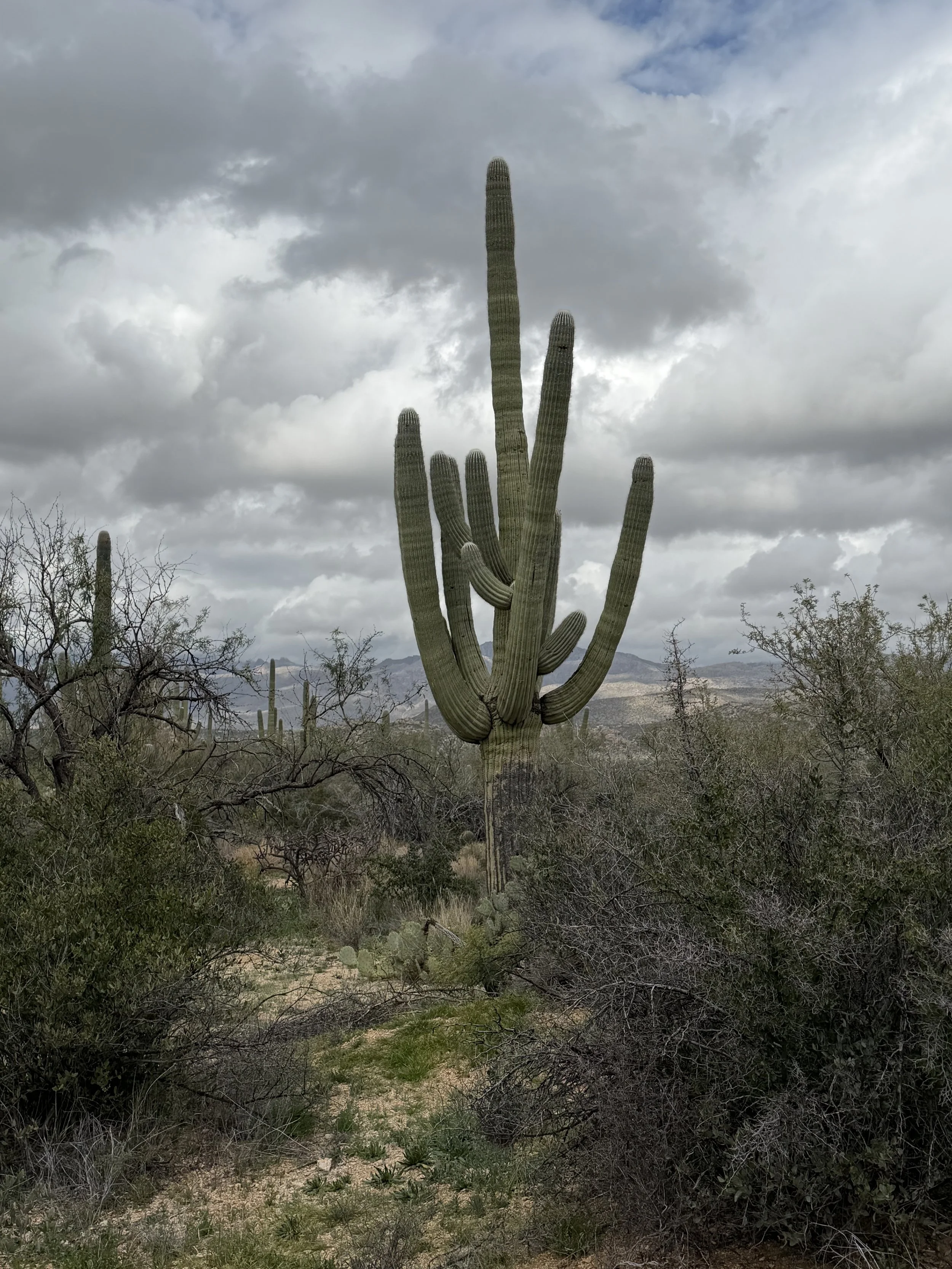 Against the Wind - Two Days in Saguaro National Park