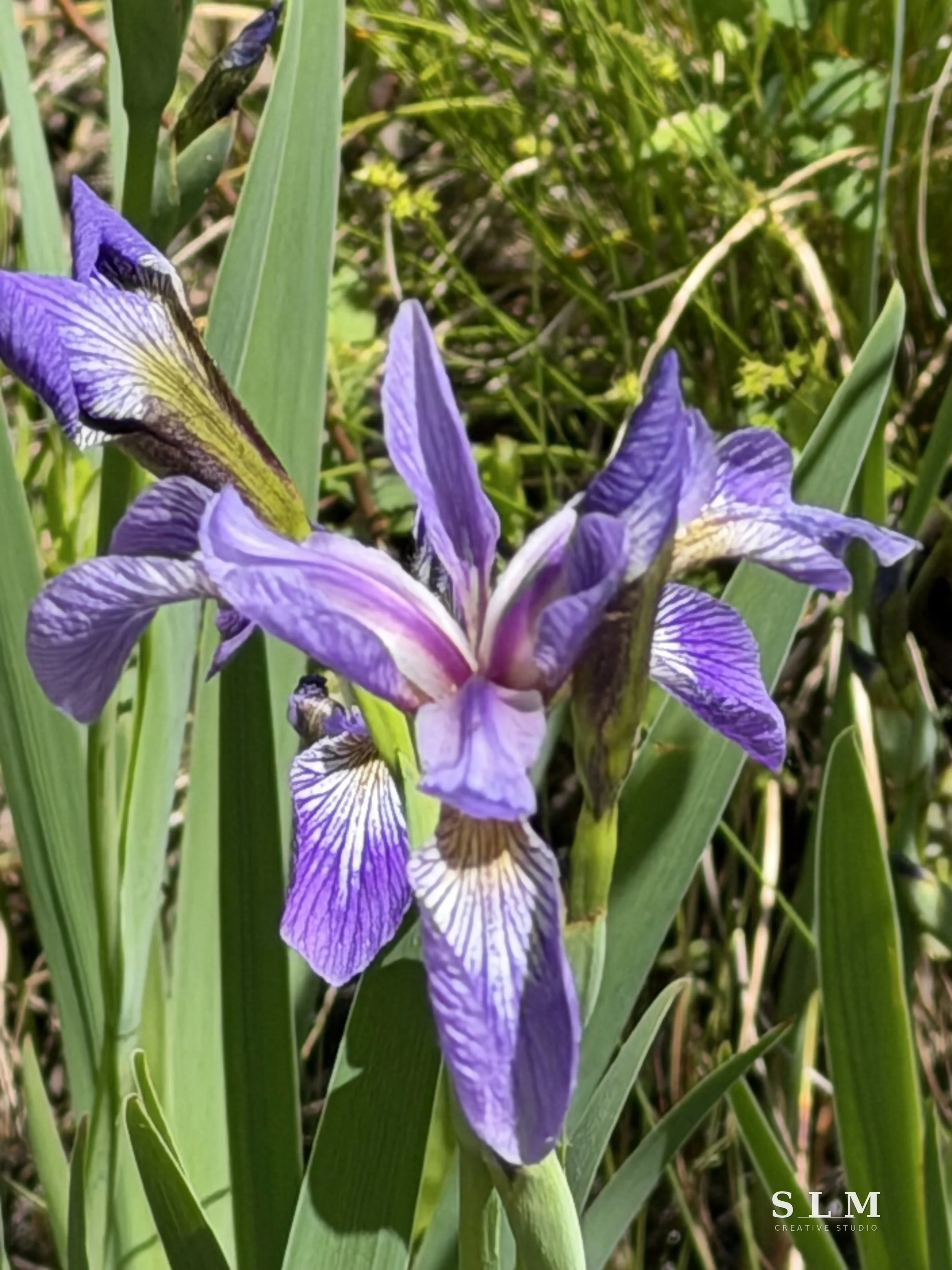 Wild Iris