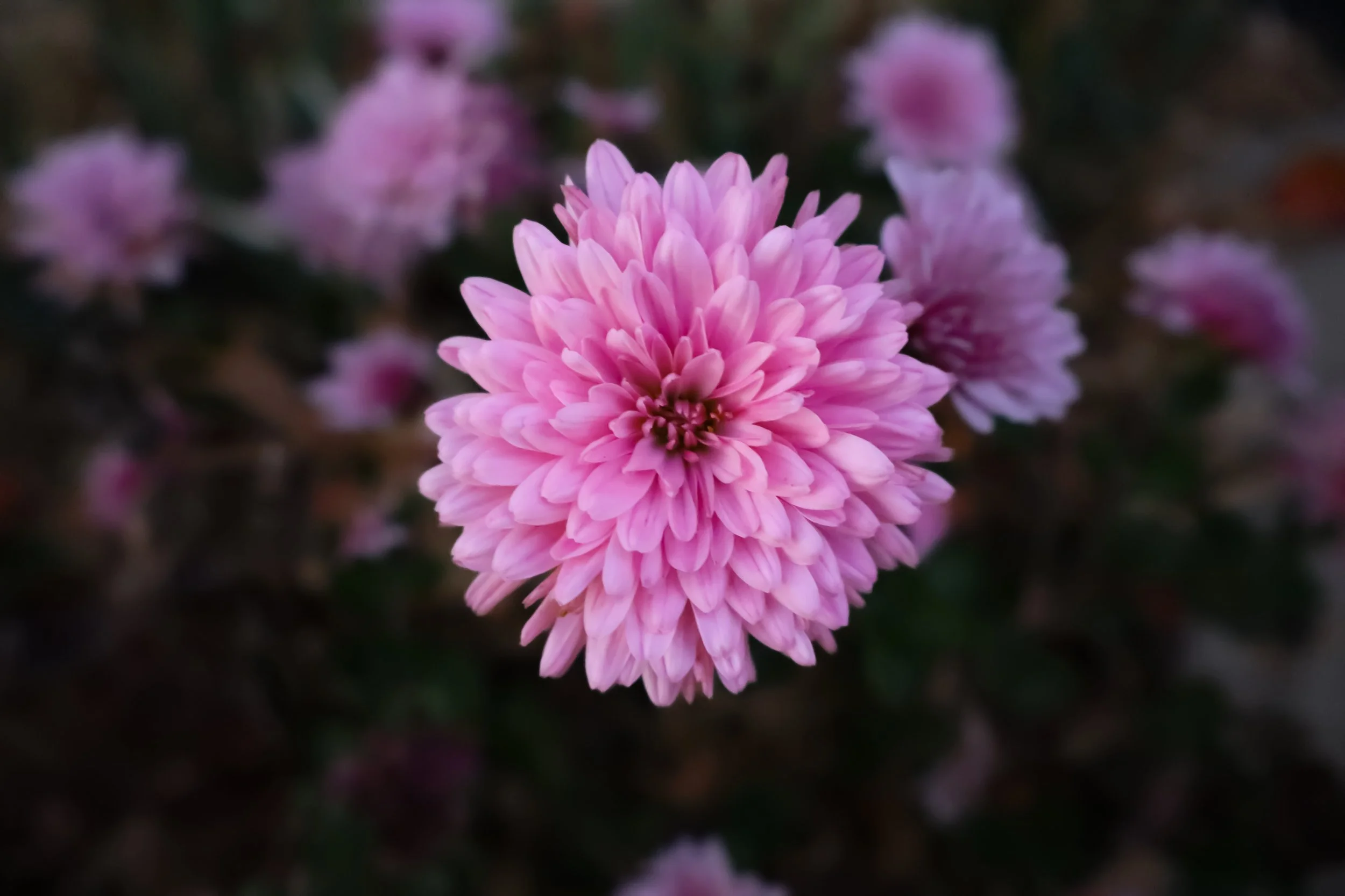Close-up of a pink dahlia flower with multiple petals, surrounded by blurred flowers in the background.