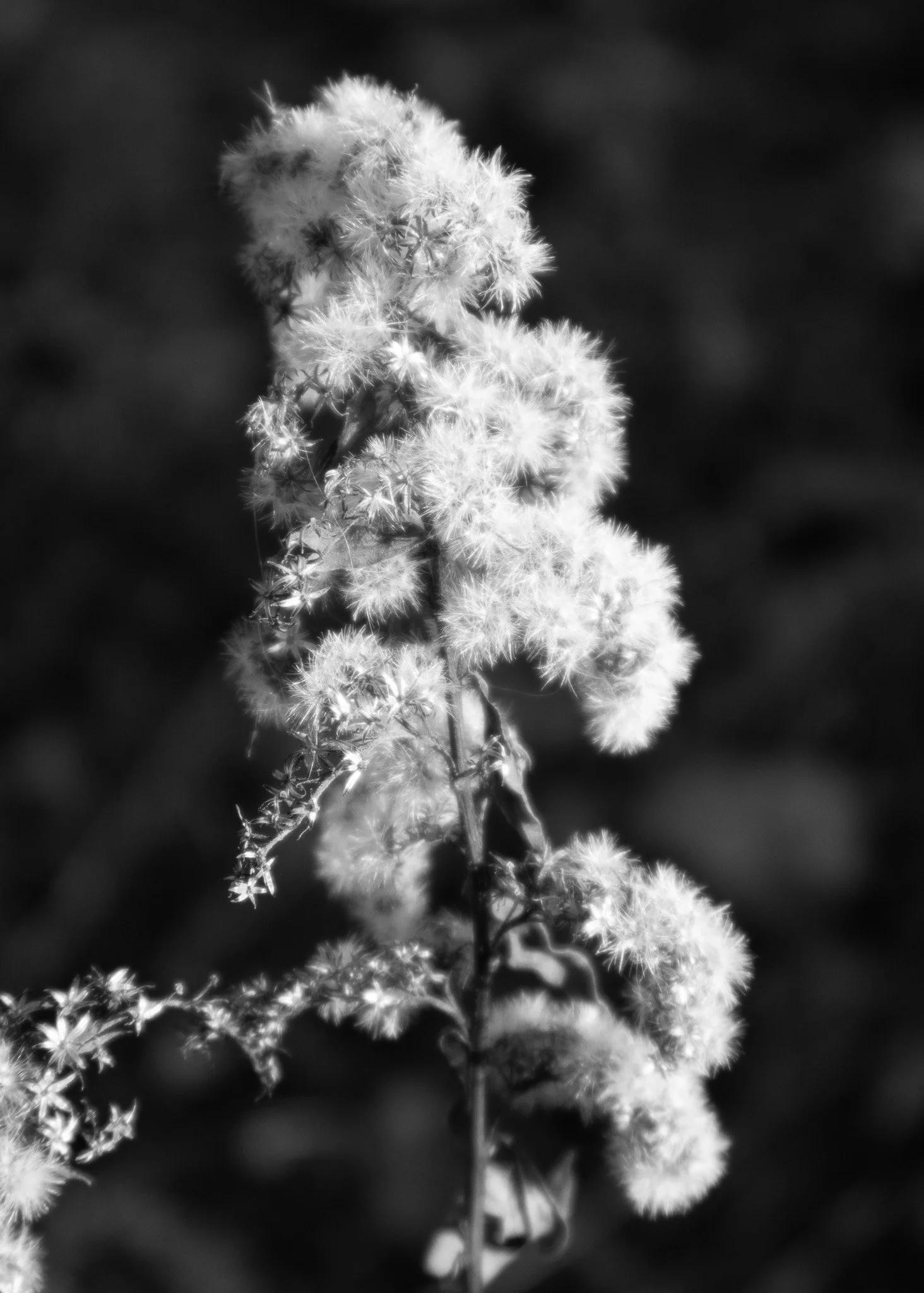 Black and white photo of a tall, fluffy flower with multiple blooms on a single stem, against a dark background.