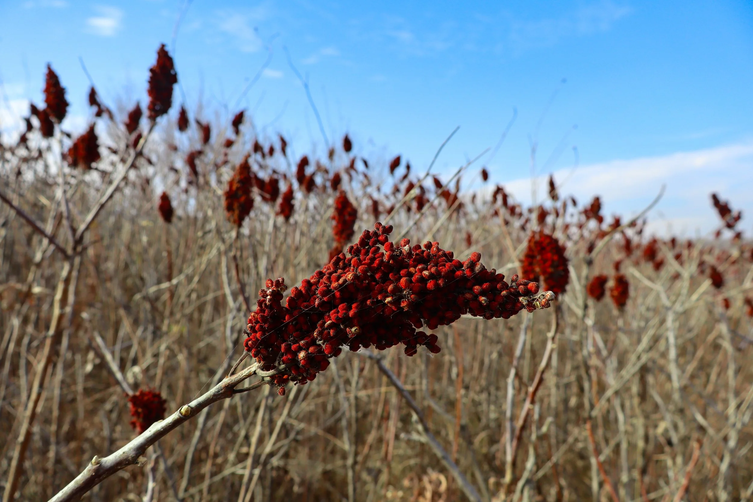 Close-up of a red cluster of berries on a branch in a field with dried plants, under a blue sky.