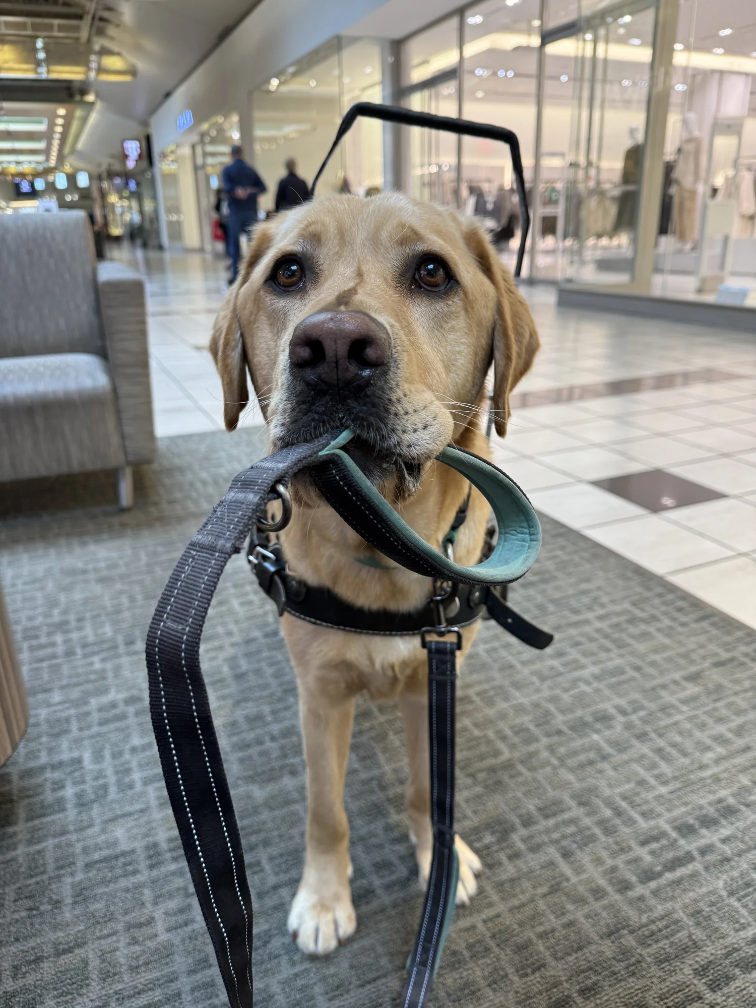 Dogs In Training — Summit Assistance Dogs