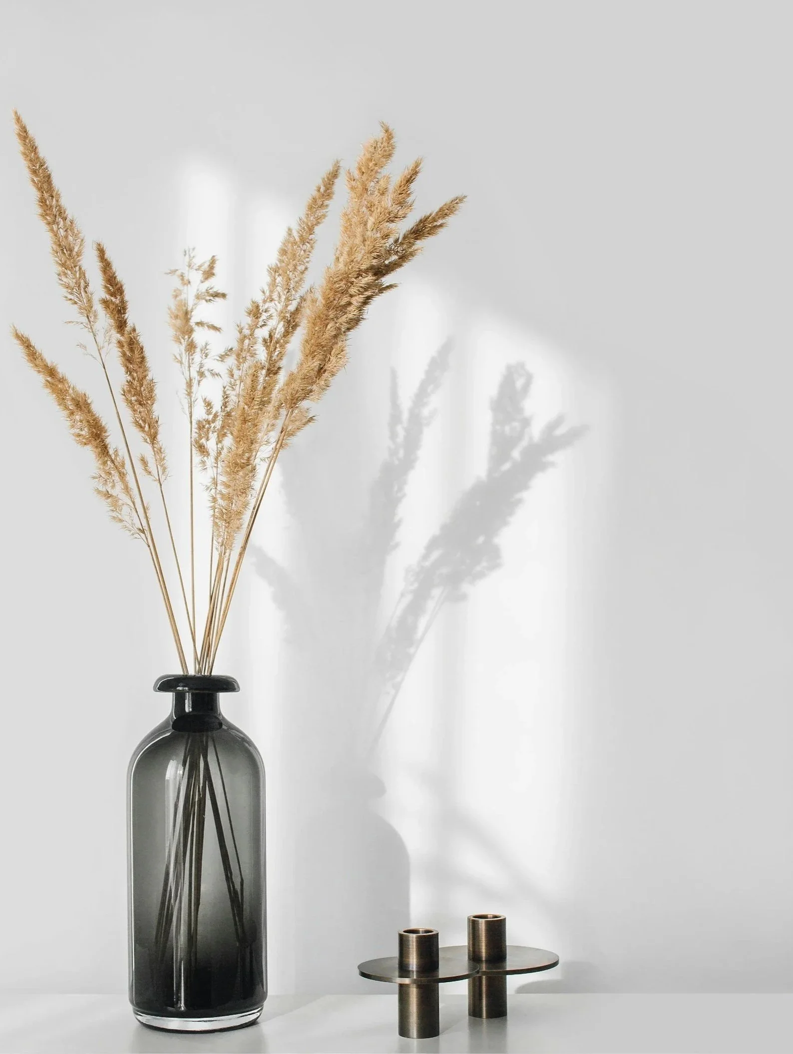 minimalist-style room with one brown plant that casts a shadow on a white wall