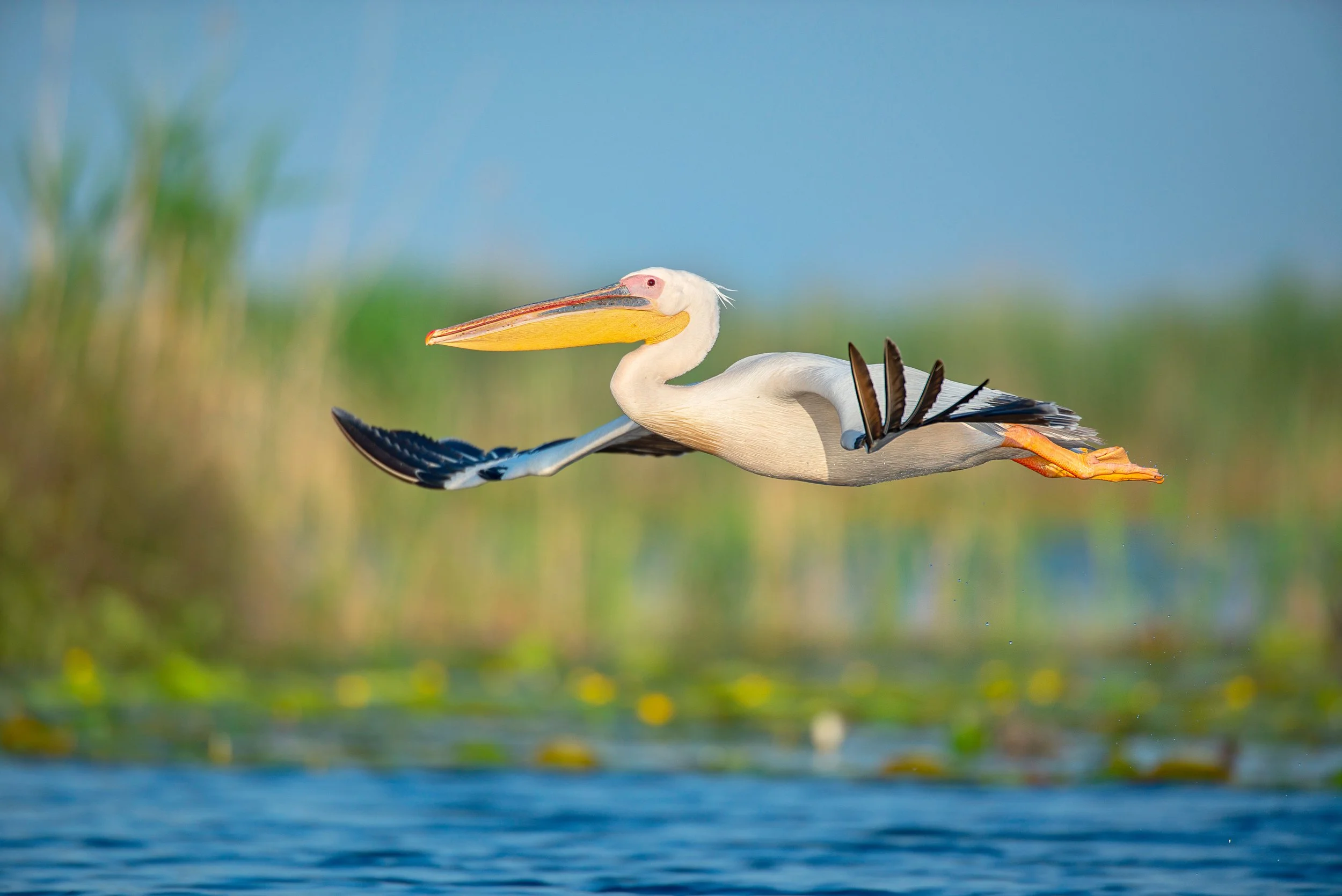 A pelican flying over the water with a blurred natural background.