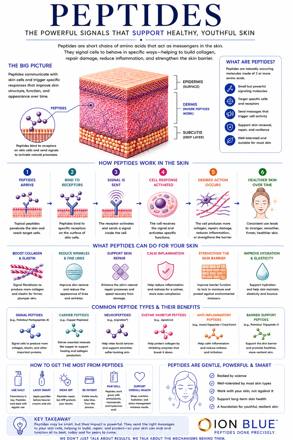 Peptides infographic explaining cellular signaling molecules, copper peptide function, skin communication pathways, collagen support mechanisms, and peptide-based skincare science.