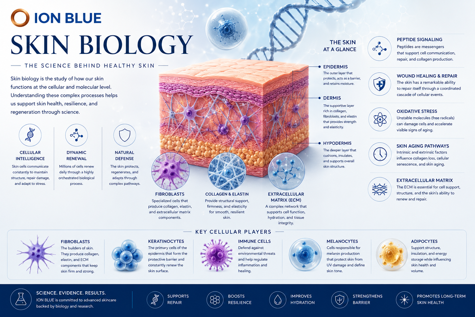 skin-biology-cellular-skin-science.jpg