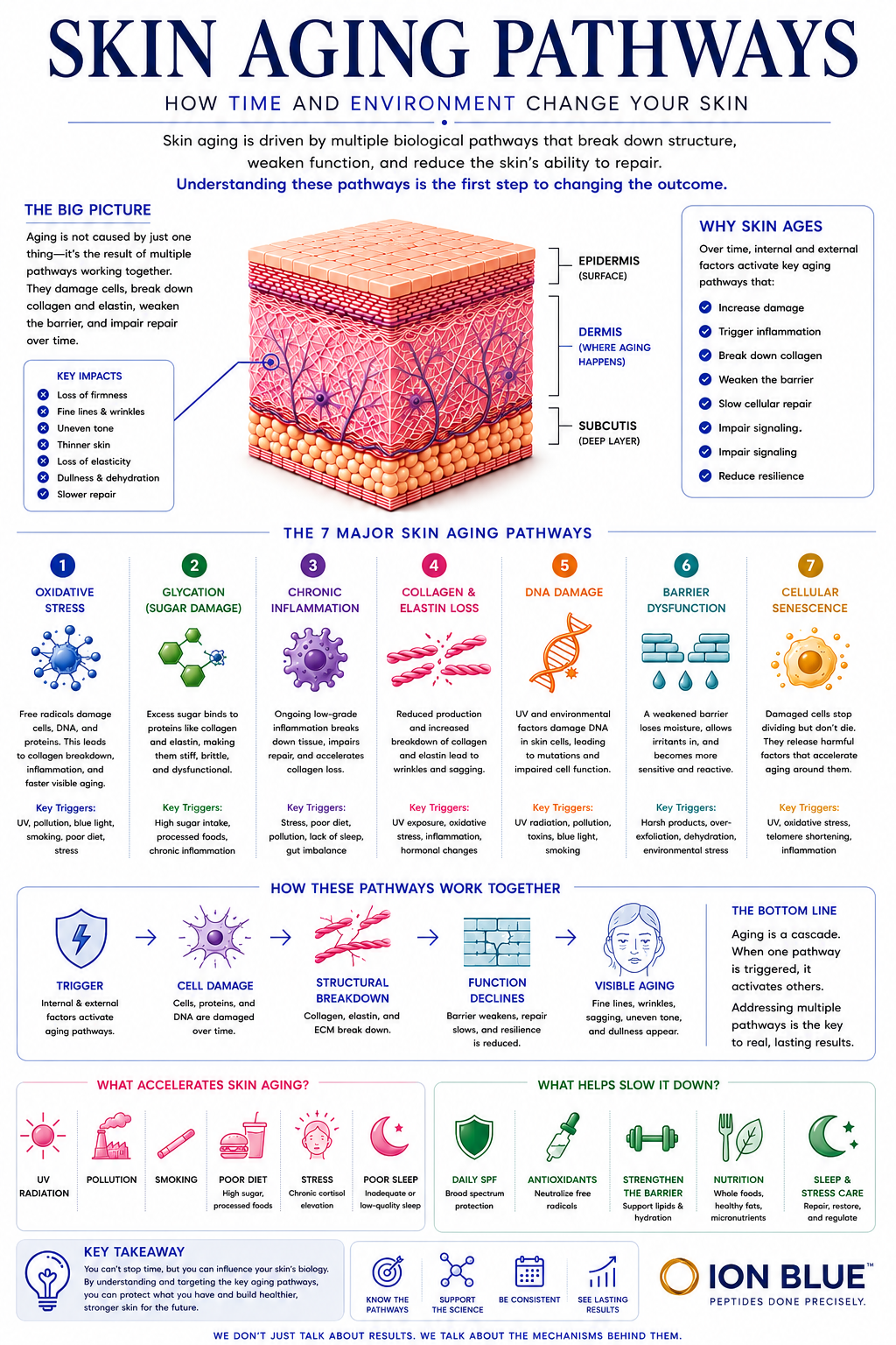 Why skin aging pathways matter — collagen decline, oxidative stress, and extracellular matrix changes over time.