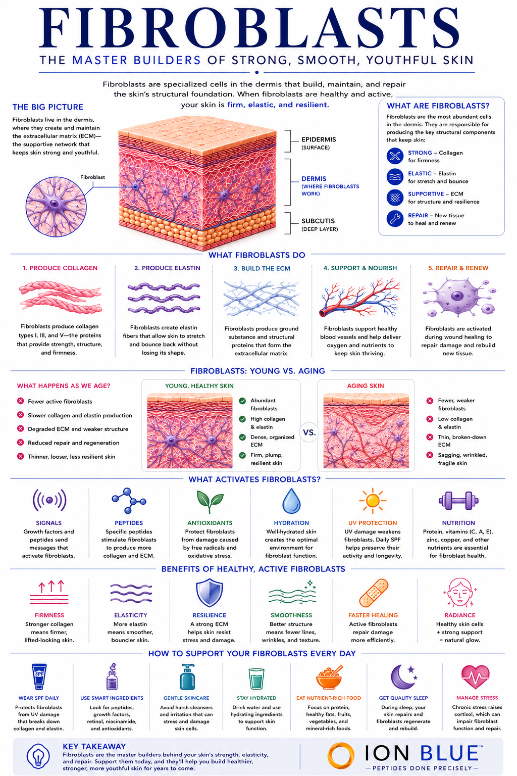 Fibroblast infographic explaining collagen production, elastin support, extracellular matrix maintenance, skin regeneration processes, and copper peptide skin biology.