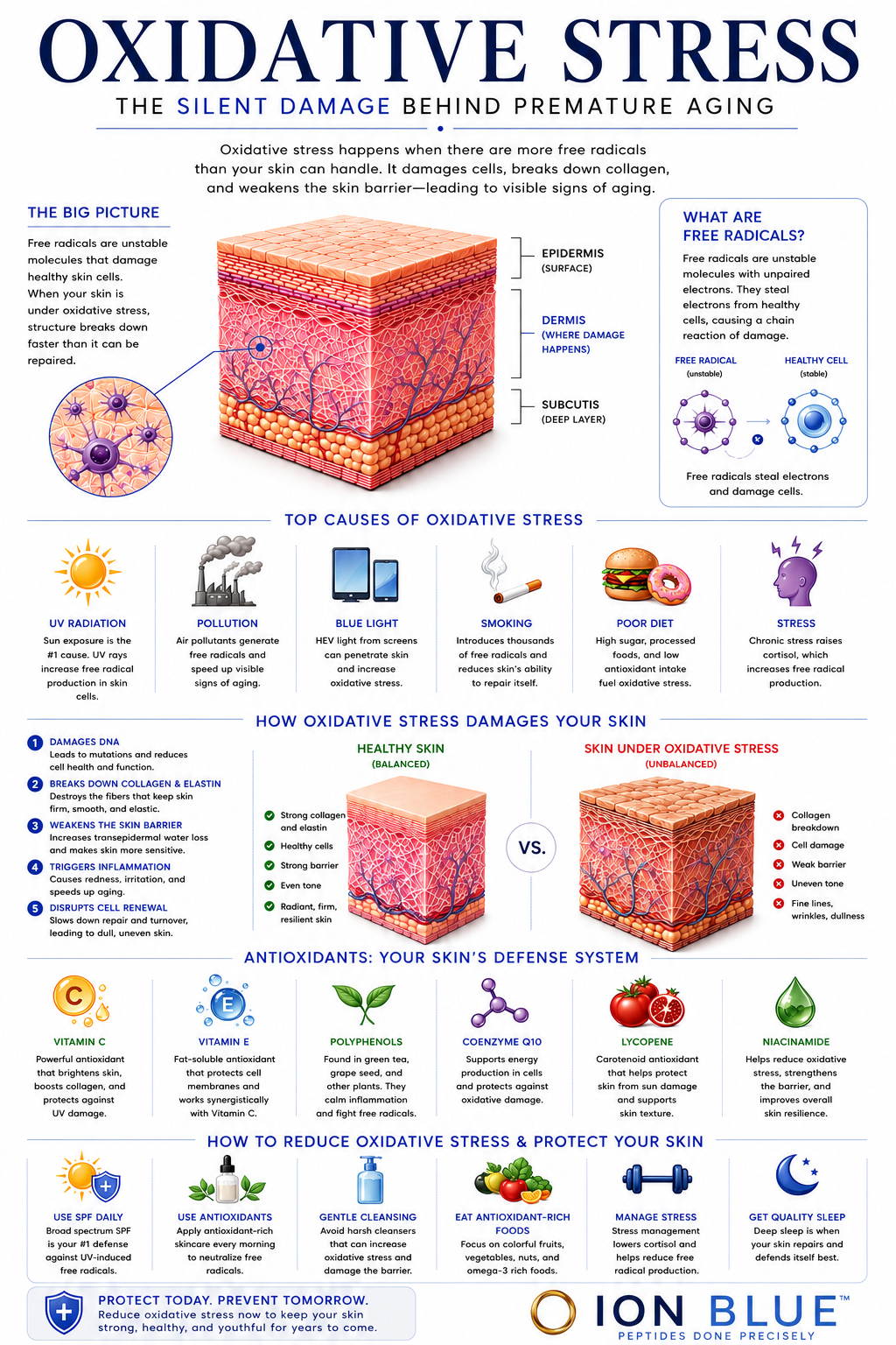 Oxidative stress infographic explaining free radical damage, environmental stressors, skin aging mechanisms, and protective skin biology processes.