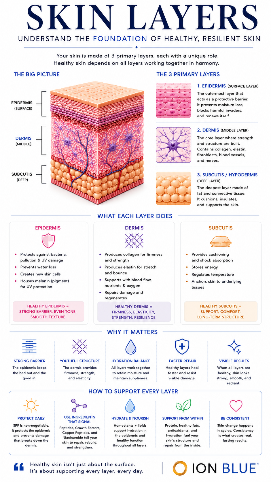 Skin layers diagram showing epidermis, dermis, hypodermis, extracellular matrix, fibroblasts, collagen, and elastin in skin biology