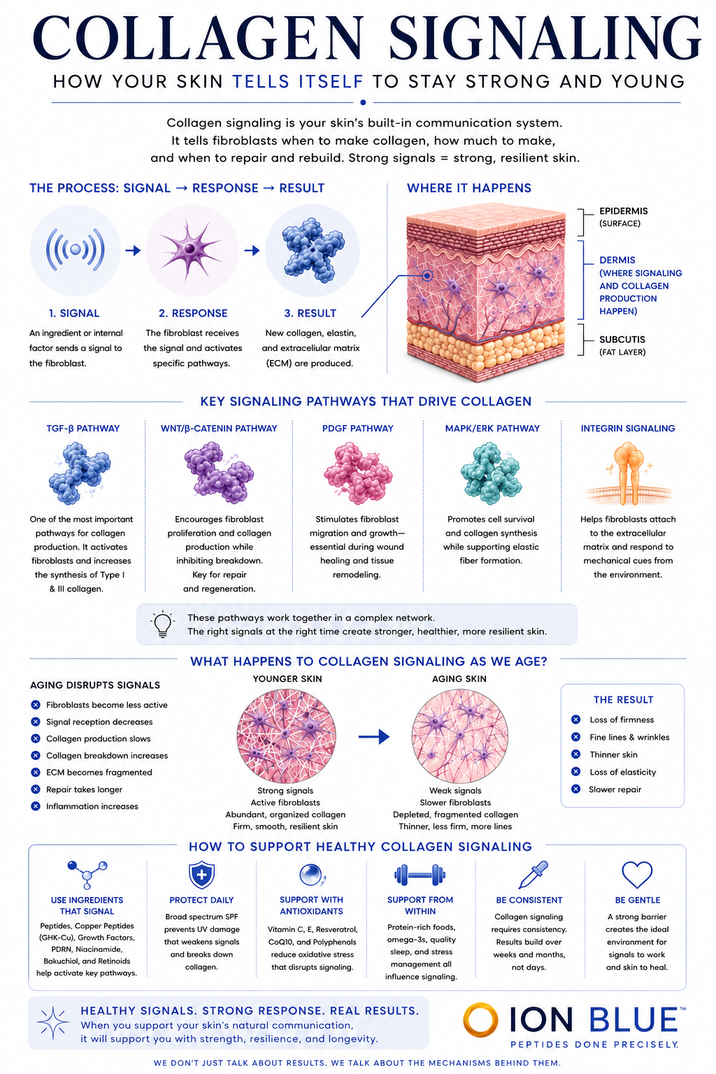 Collagen signaling infographic showing cellular communication pathways involved in collagen production, skin structure maintenance, and peptide-based skin support.
