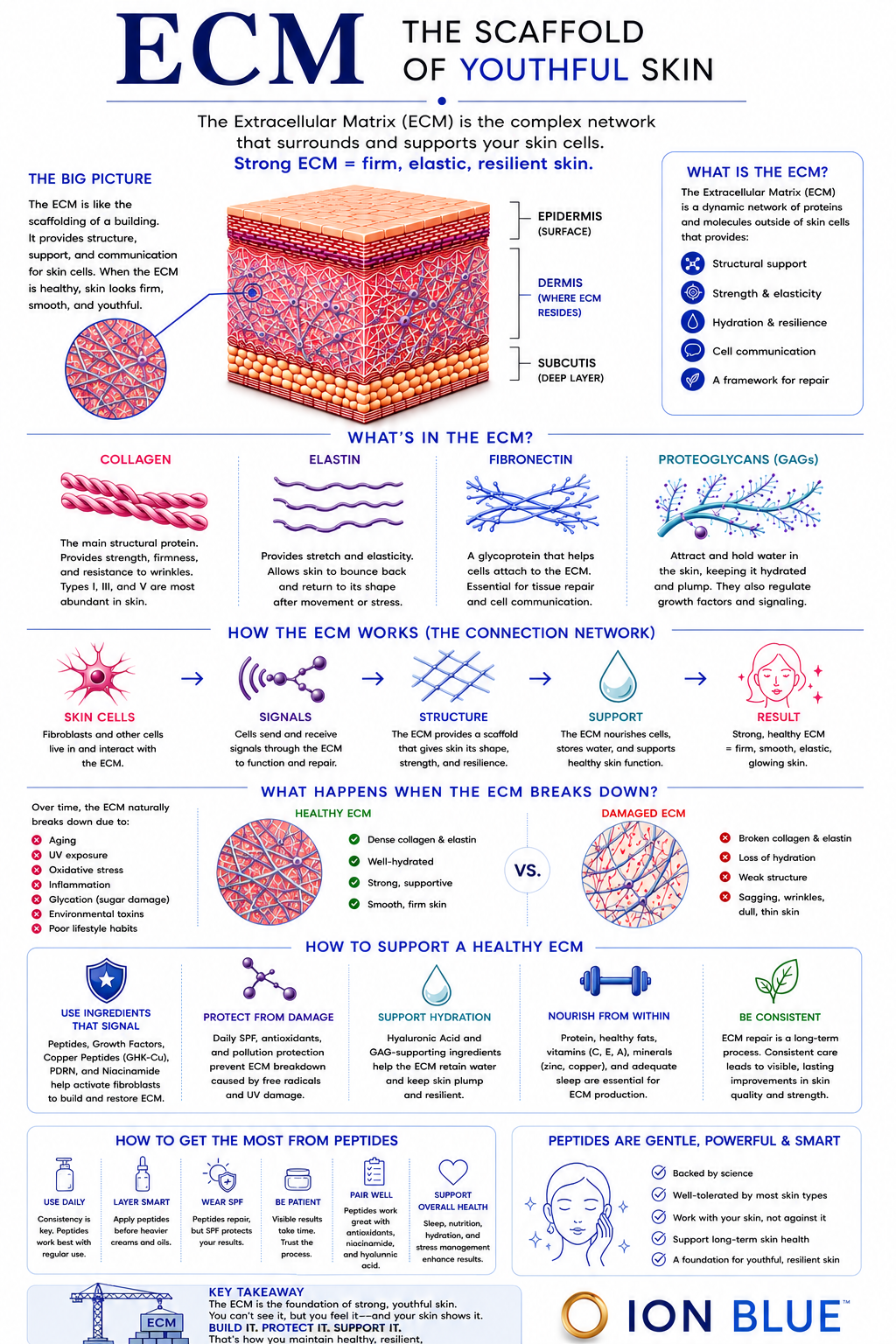 Extracellular matrix ECM diagram showing collagen, elastin, fibroblasts, cellular communication, and structural support within the dermis
