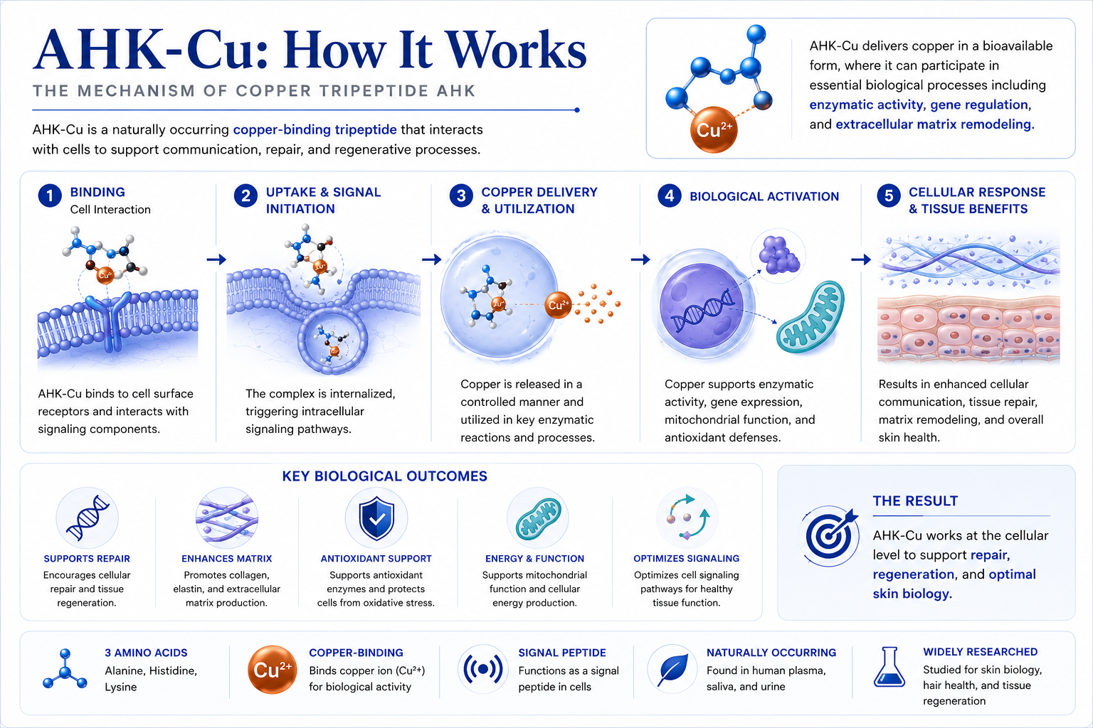 Infographic explaining how AHK-Cu, a copper-binding tripeptide, delivers copper into cells to support biological processes such as enzyme activity, gene regulation, and tissue repair. It shows five steps: binding to cell surface, internalization, controlled copper release, activation of biological functions, and cellular response, with icons and descriptions of key outcomes like repair, matrix enhancement, antioxidant support, energy, and signaling.