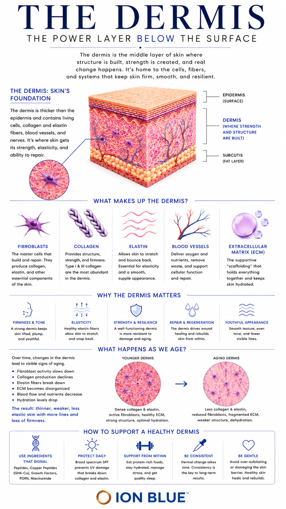 Dermis infographic illustrating the skin's structural support layer, including fibroblasts, collagen, elastin, extracellular matrix function, and the biological foundation of healthy skin.