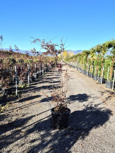 ACER PALMATUM BLOODGOOD2.jpg