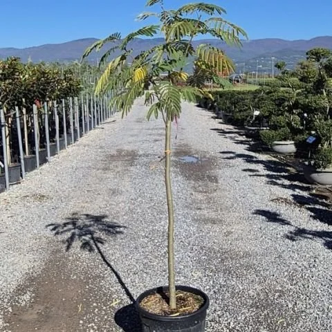 ALBIZIA JULIBRISSIN2.jpg