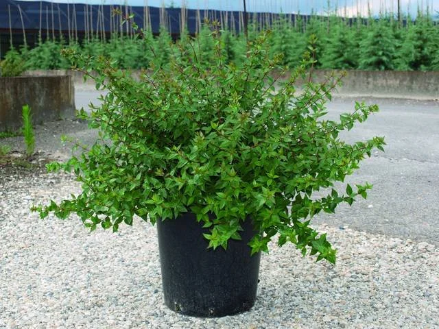 ABELIA GRANDIFLORA-.jpg