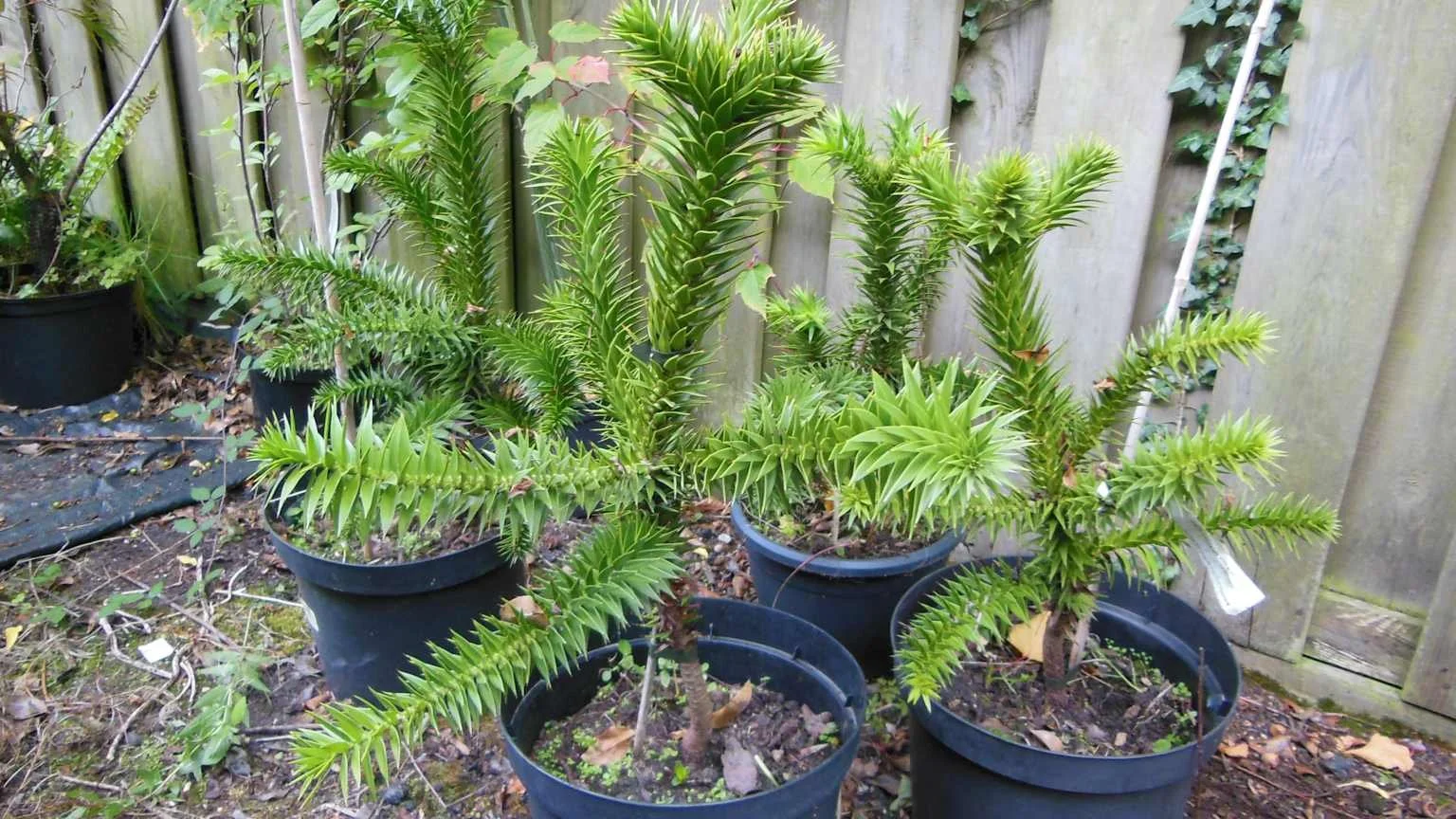 Araucaria araucana – Andentanne / Monkey Puzzle Tree
