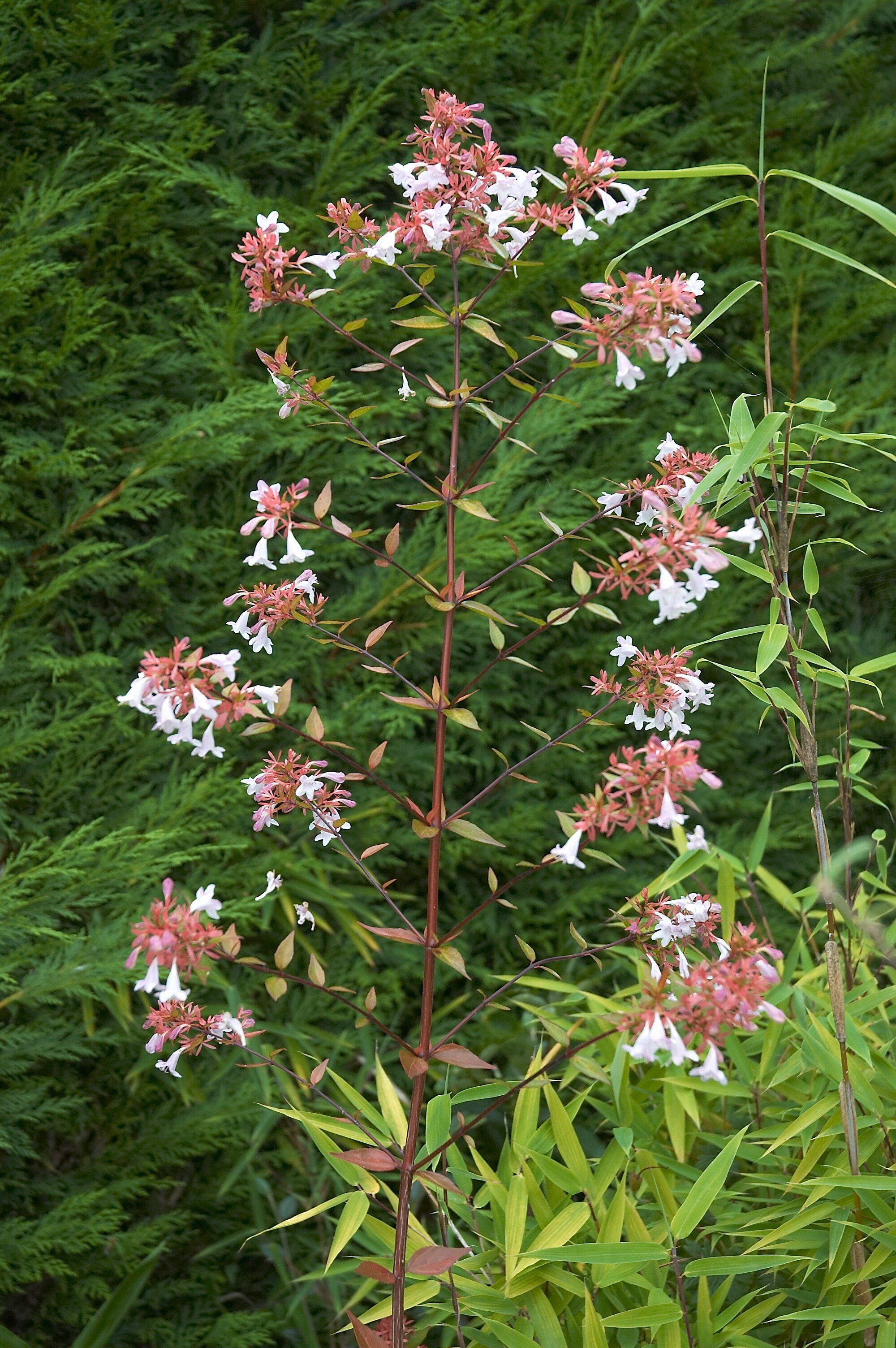 Abelia grandiflora (Glanz-Abelie)