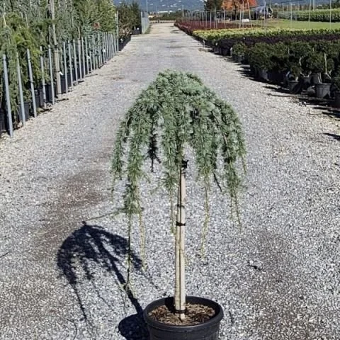 CEDRUS ATLANTICA GLAUCA PENDULA 4.jpg