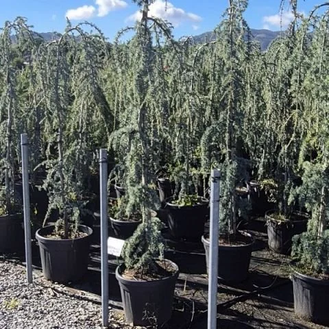 CEDRUS ATLANTICA GLAUCA PENDULA 2.jpg