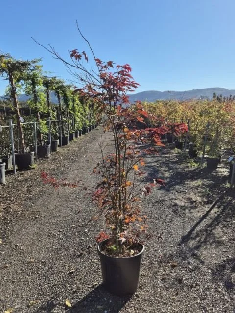 ACER PALMATUM BLOODGOOD.jpg