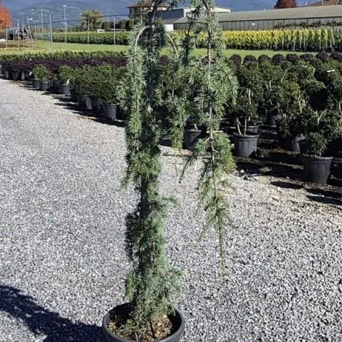 CEDRUS ATLANTICA GLAUCA PENDULA.jpg