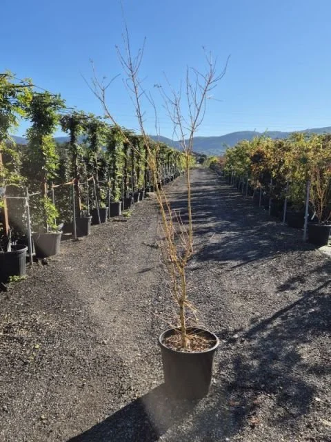 ACER PALMATUM BI HOO.jpg