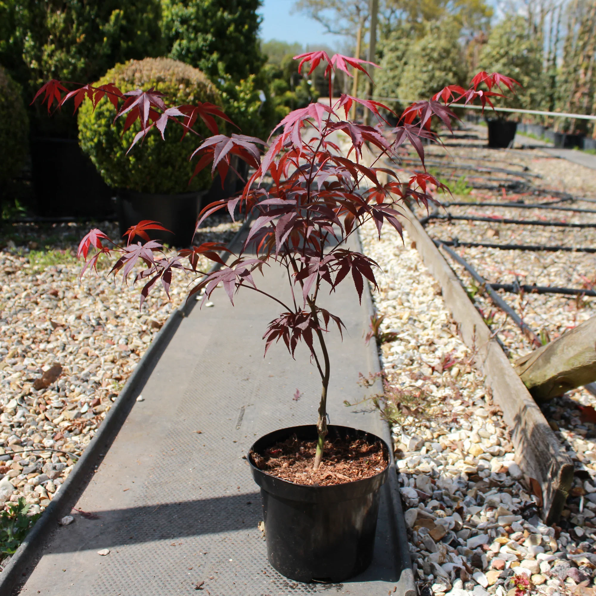 00483b-acer-bloodgood-3l.jpg.webp